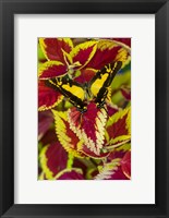 Framed Orange Kite Swallowtail Butterfly