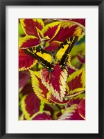 Framed Orange Kite Swallowtail Butterfly