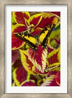Framed Orange Kite Swallowtail Butterfly