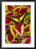 Framed Orange Kite Swallowtail Butterfly