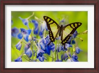Framed Glassy Bluebottle Butterfly