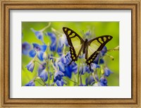 Framed Glassy Bluebottle Butterfly