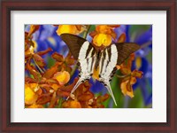 Framed Graphium Dorcus Butongensis Or The Tabitha's Swordtail Butterfly