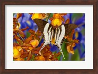 Framed Graphium Dorcus Butongensis Or The Tabitha's Swordtail Butterfly
