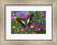 Framed Lesser Jay Butterfly