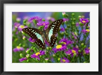 Framed Lesser Jay Butterfly