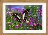 Framed Lesser Jay Butterfly