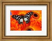 Framed Veined Swordtail Butterfly