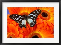 Framed Veined Swordtail Butterfly