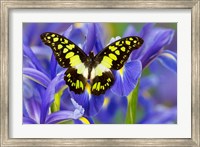 Framed Electric Green Swallowtail Butterfly
