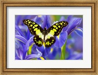 Framed Electric Green Swallowtail Butterfly