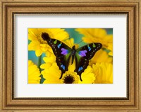 Framed Purple Spotted Swallowtail Butterfly