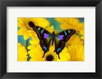 Framed Purple Spotted Swallowtail Butterfly