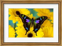 Framed Purple Spotted Swallowtail Butterfly