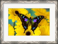 Framed Purple Spotted Swallowtail Butterfly