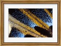 Framed Close-Up Detail Wing Pattern Of Tropical Butterfly