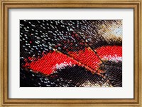 Framed Close-Up Detail Wing Pattern Of Butterfly