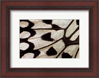 Framed Wing Pattern Of Tropical Butterfly 1