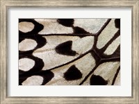 Framed Wing Pattern Of Tropical Butterfly 1