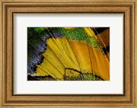 Framed Wing Pattern Of Tropical Butterfly 2