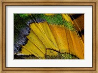 Framed Wing Pattern Of Tropical Butterfly 2