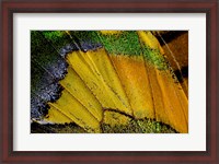 Framed Wing Pattern Of Tropical Butterfly 2