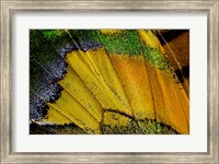 Framed Wing Pattern Of Tropical Butterfly 2