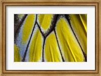 Framed Wing Pattern Of Tropical Butterfly 3