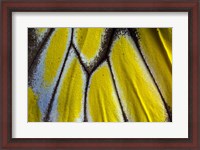 Framed Wing Pattern Of Tropical Butterfly 3