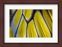 Framed Wing Pattern Of Tropical Butterfly 3