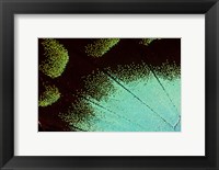 Framed Wing Pattern Of Tropical Butterfly 4