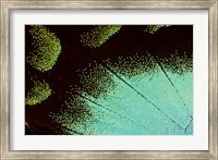 Framed Wing Pattern Of Tropical Butterfly 4