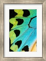 Framed Wing Pattern Of Tropical Butterfly 5