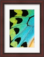 Framed Wing Pattern Of Tropical Butterfly 5