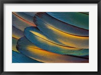 Framed Scarlet Macaw Wing Feathers Fan Design