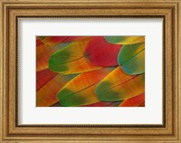 Framed Harlequin Macaw Wing Feather Design