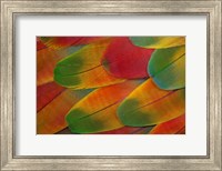 Framed Harlequin Macaw Wing Feather Design
