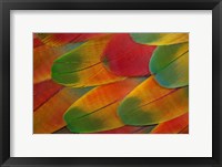 Framed Harlequin Macaw Wing Feather Design