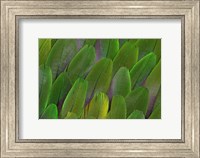 Framed Green Wing Feathers Of A Parrot