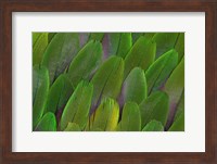 Framed Green Wing Feathers Of A Parrot