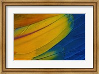 Framed Scarlet Macaw Wing Covert Feathers 1