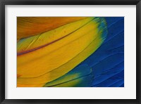 Framed Scarlet Macaw Wing Covert Feathers 1