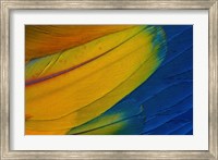 Framed Scarlet Macaw Wing Covert Feathers 1