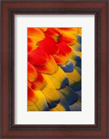 Framed Scarlet Macaw Wing Covert Feathers 2