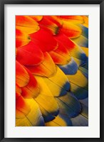Framed Scarlet Macaw Wing Covert Feathers 2
