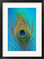 Framed Male Peacock Display Tail Feathers 1