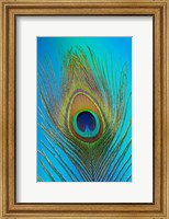Framed Male Peacock Display Tail Feathers 1
