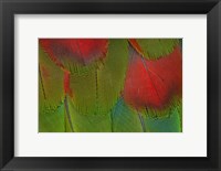 Framed Breast Feathers Of Harlequin Macaw