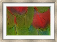 Framed Breast Feathers Of Harlequin Macaw