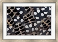 Framed Spots Of White On Mearns Quails Feather Design